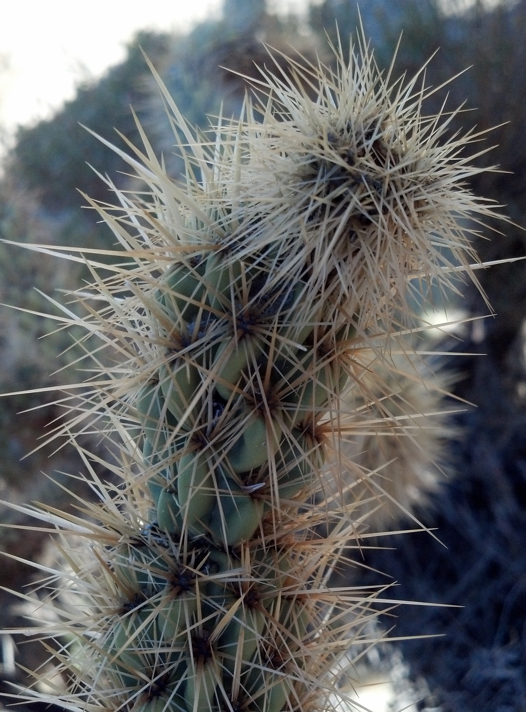 Bicchiere da vino Ca, Desert plants