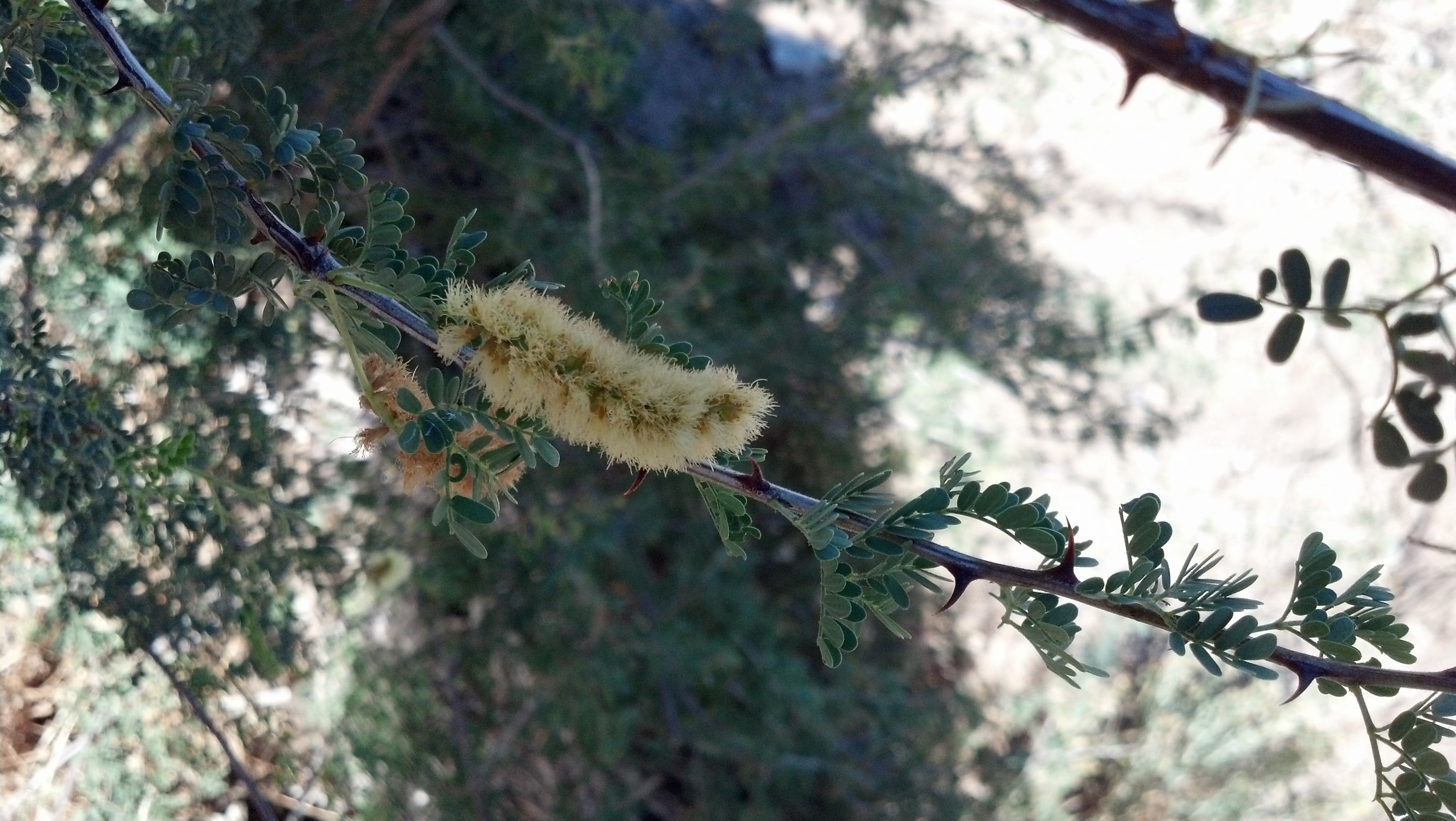 Bicchiere da vino Ca, Desert plants